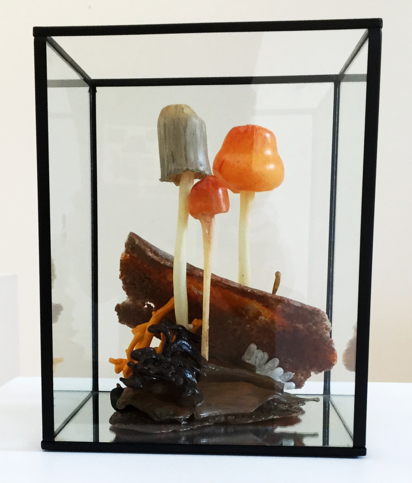A presentation case of glass art mushrooms by Helene Boyer in her Artist Profile for Art Trails Tasmania