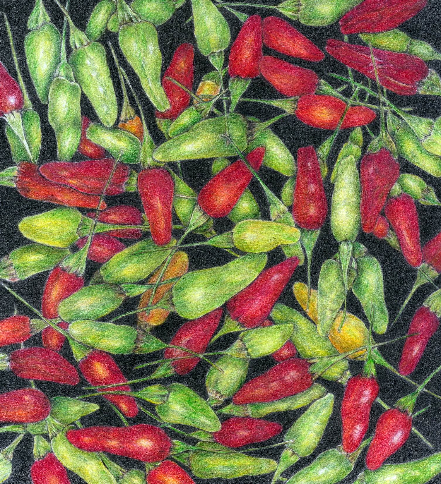 Image of botanical illustration of red and green chillies by Tanya Scharaschkin in her Artist Profile with Art Trails Tasmania