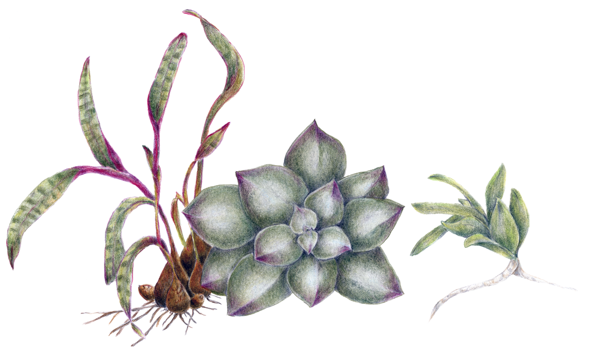 Image of succulents as botanical illustration by Tanya Scharaschkin in her Artist Profile with Art Trails Tasmania