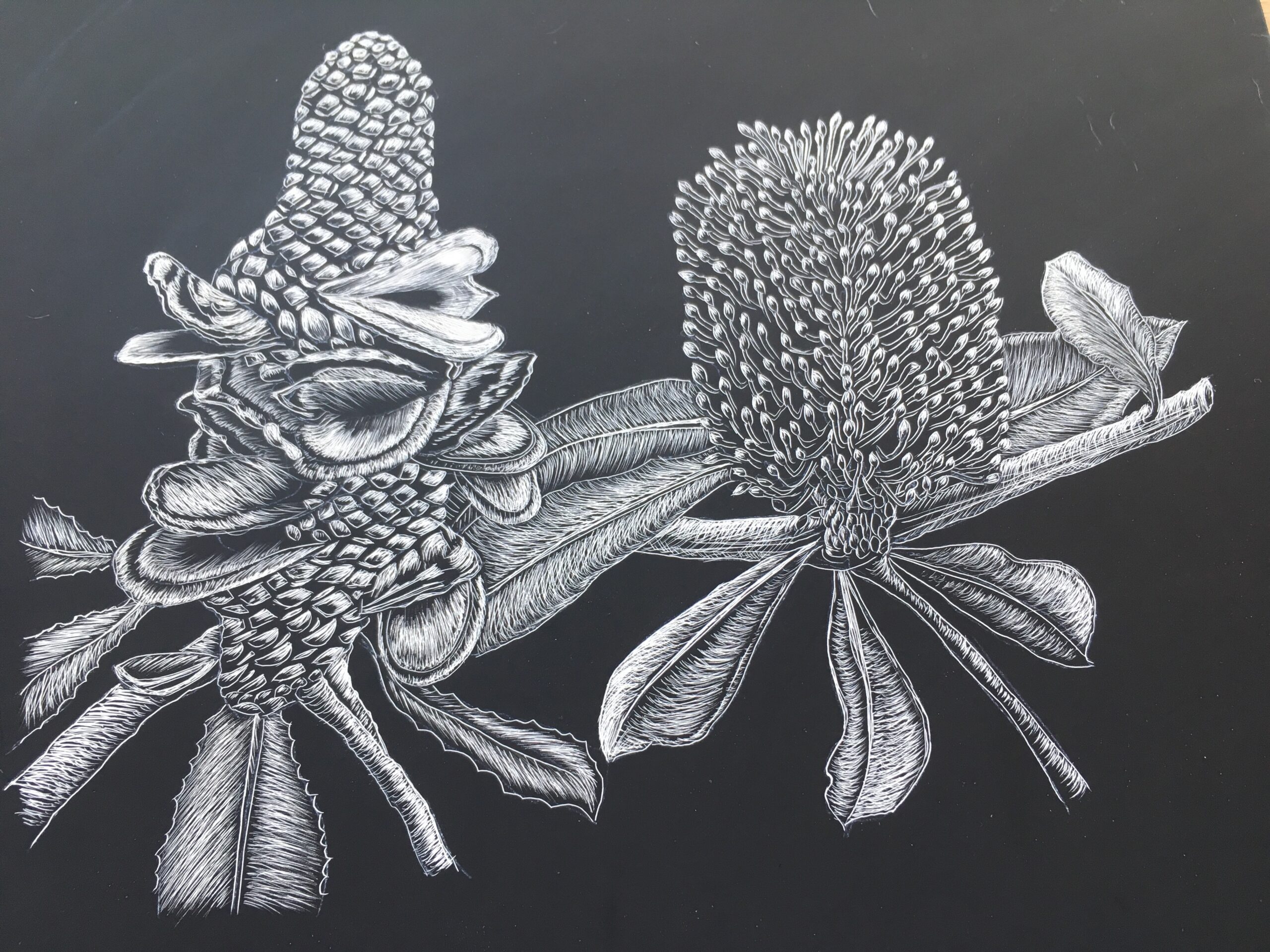 Image of banksias in seedpod and flower by Lynda Young in her Artist Profile story with Art Trails Tasmania