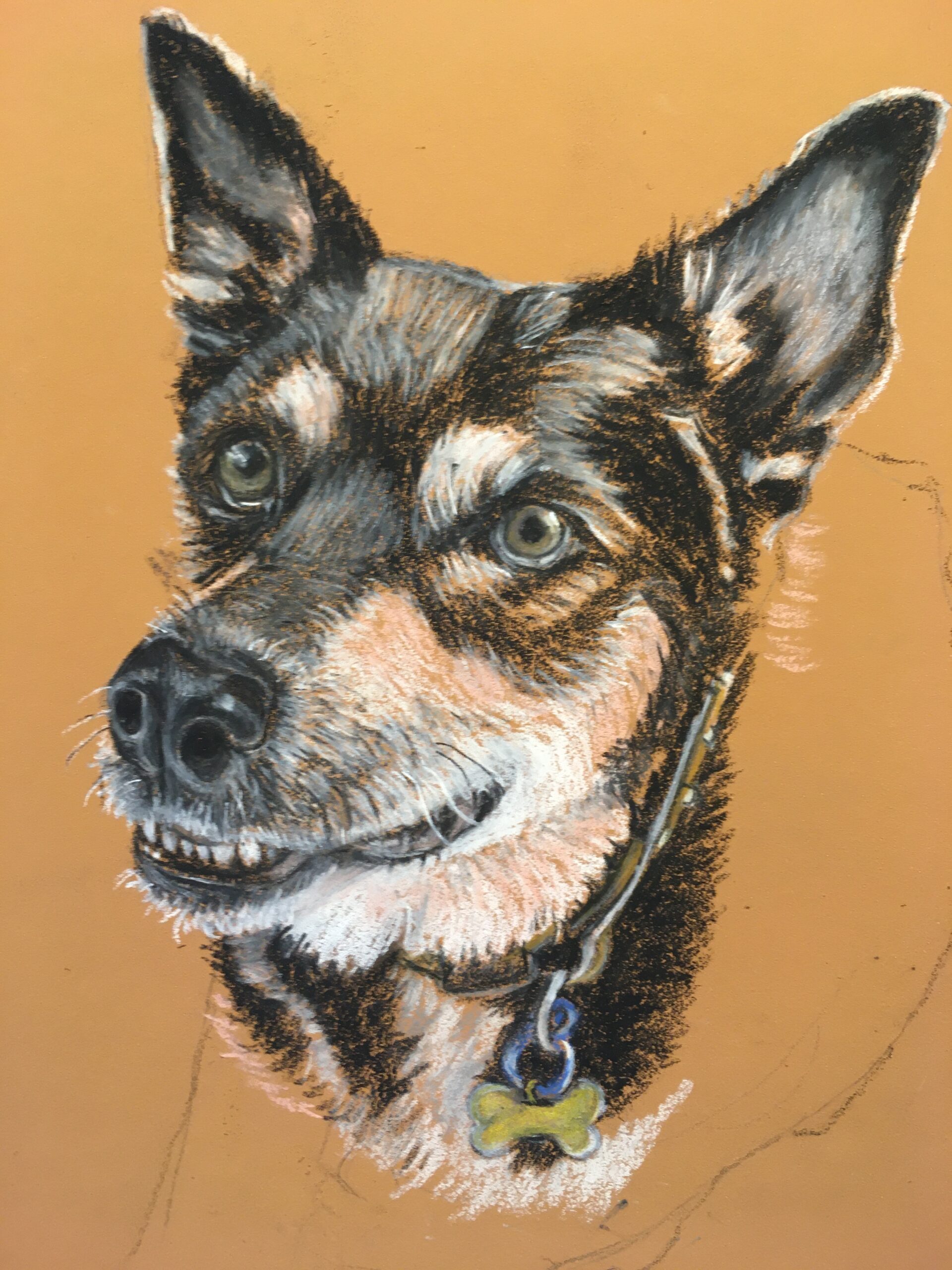 Image of a work in progress of a dog portrait commission with Lynda Young Artist Profile with Art Trails Tasmania