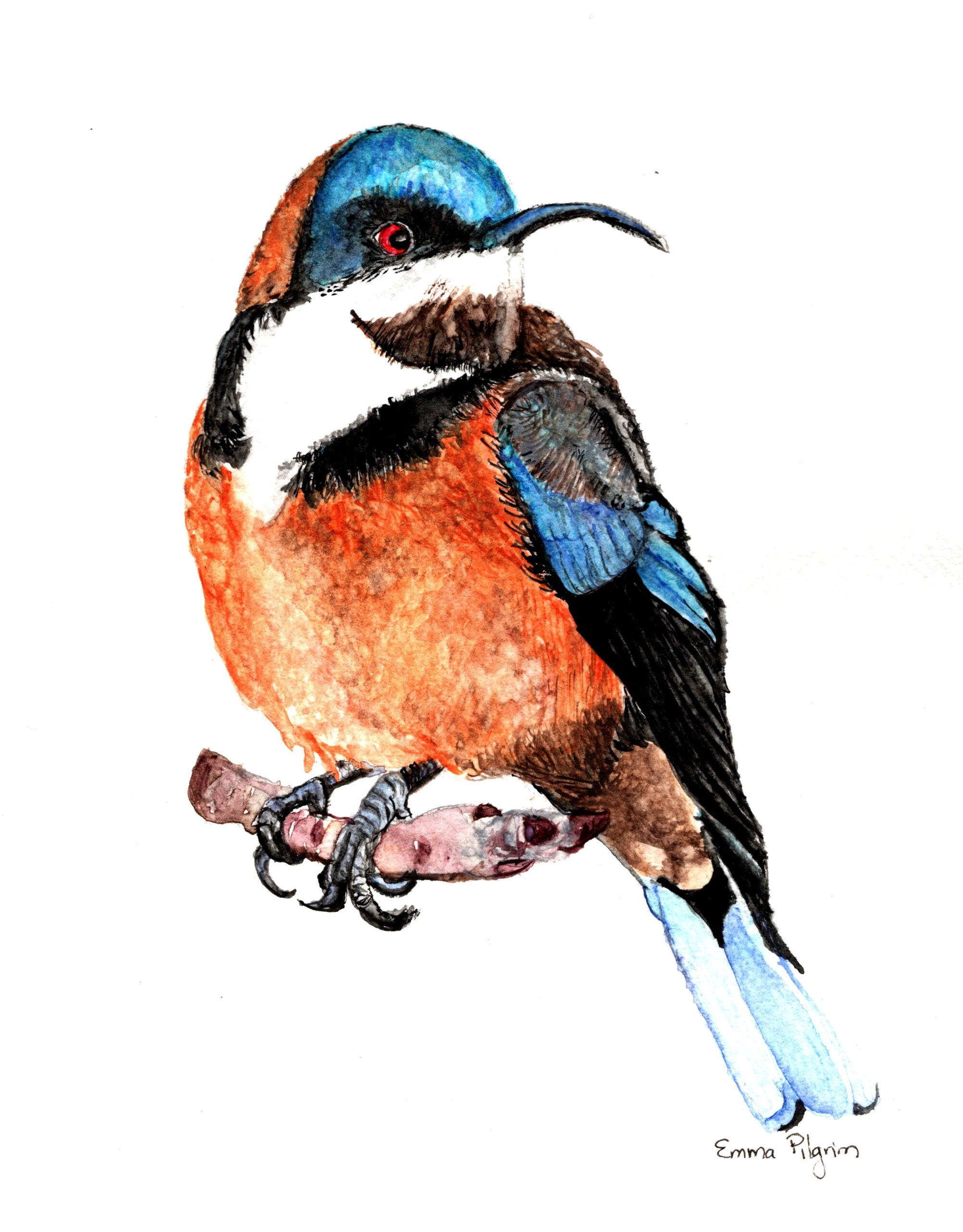 Images shows a watercolour painting of an Eastern Spinebill bird by artist Emma Pilgrim in her Artist Profile story with Art Trails Tasmania