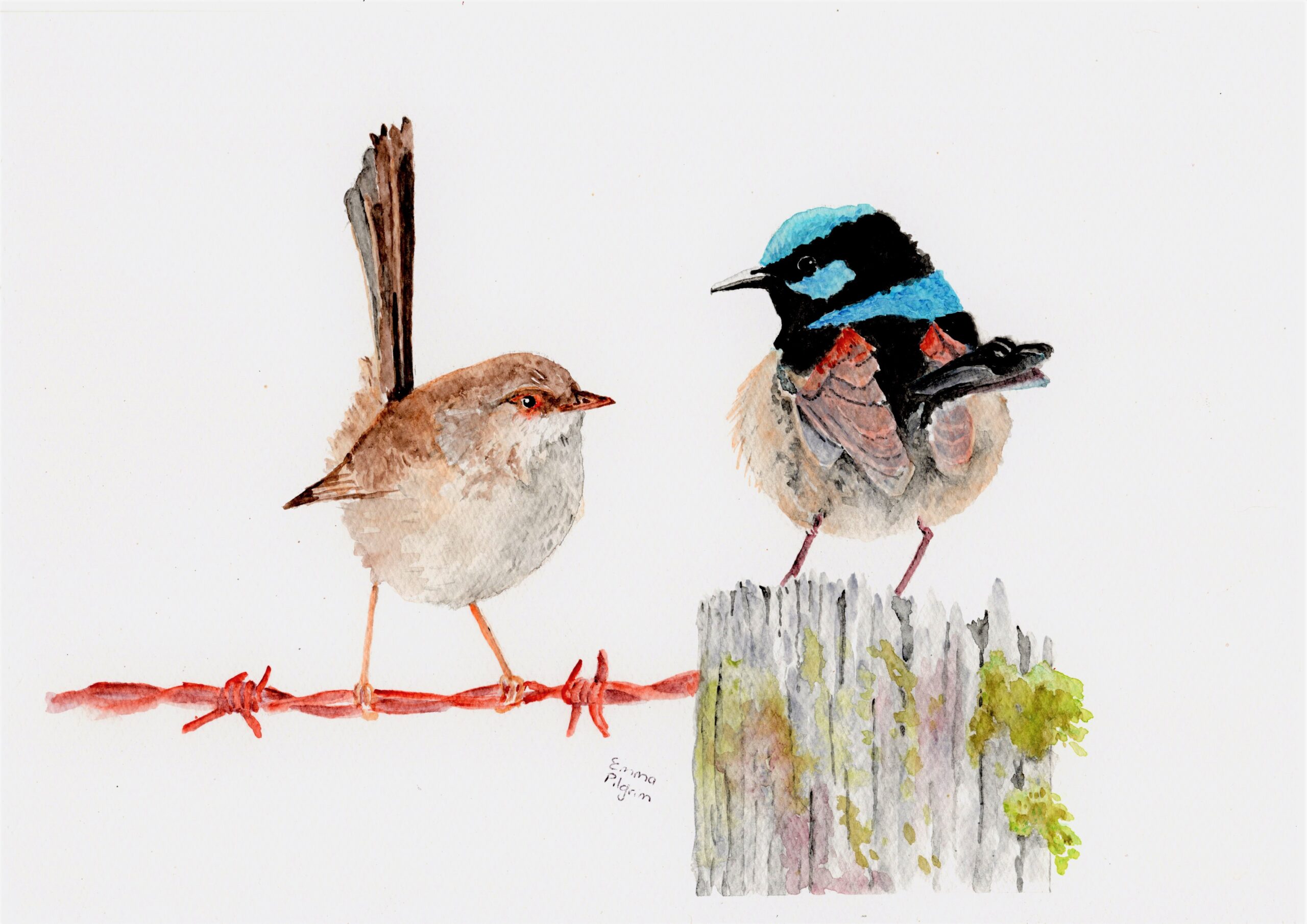 Images shows a pair of fairy wrens watercolour painting by artist Emma Pilgrim in her Artist Profile story with Art Trails Tasmania