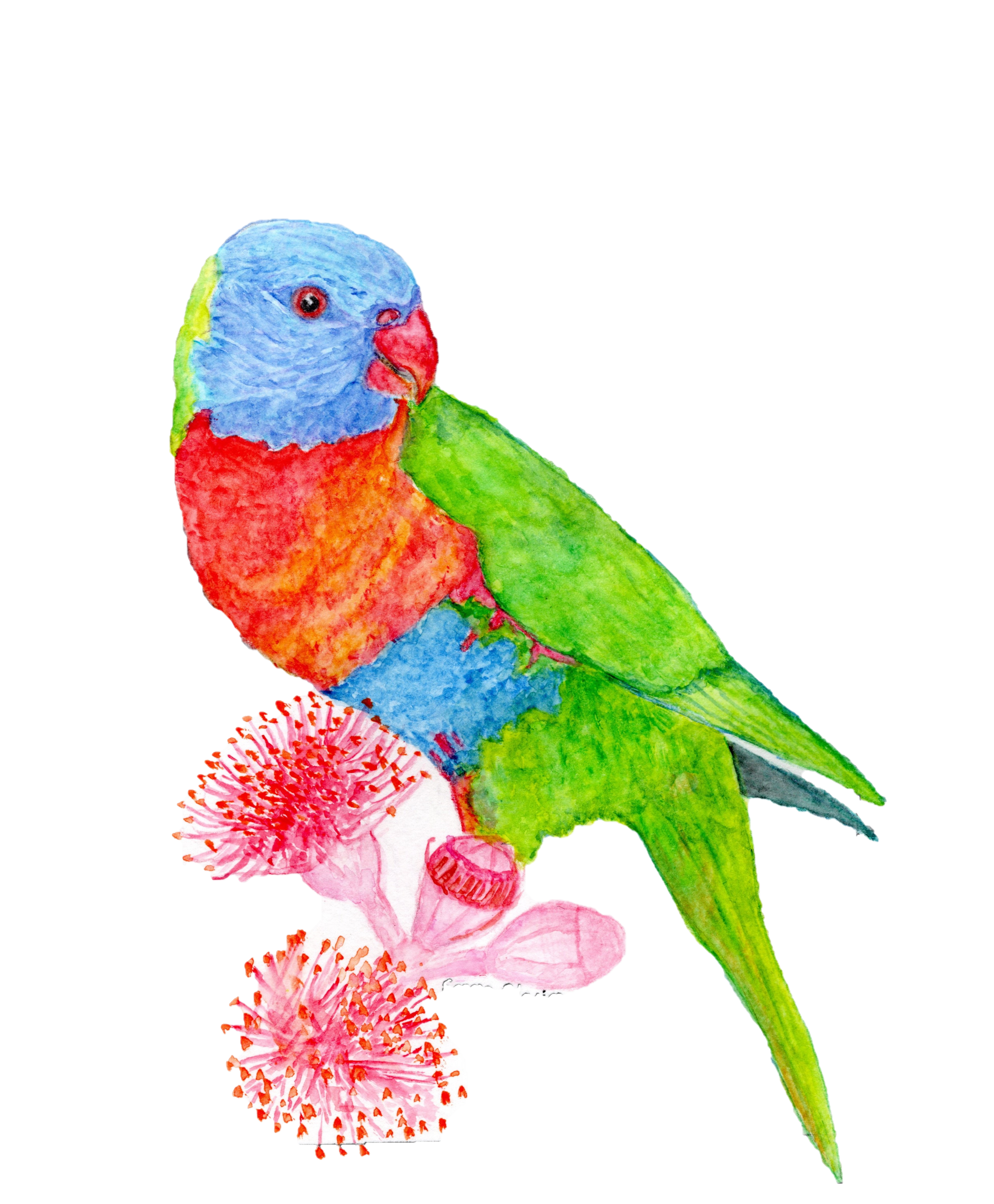 Images shows a watercolour painting of a Rainbow Lorikeet by artist Emma Pilgrim in her Artist Profile story with Art Trails Tasmania