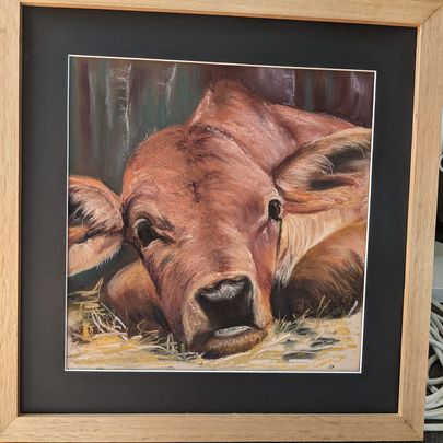 The image shows a pastel rendered image of a jersey calf taped to an art board by Dianne Horvath Art Trails Tasmania