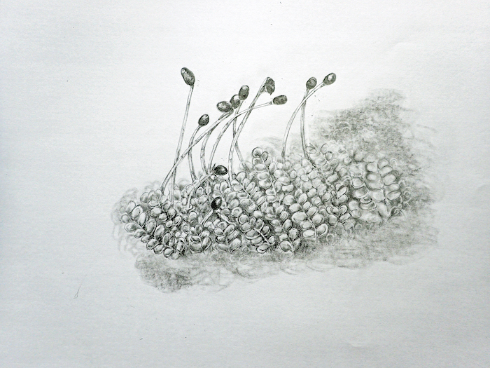 Image has a botanical illustration sketch of liver wort for the Nature Journal Retreat Discover Botanical and Nature Journaling with Tanya Scharaschkin Art Trails Tasmania