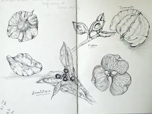 Image has a botanical illustration in the artist's nature journal sketchbook for the Nature Journal Retreat Discover Botanical and Nature Journaling with Tanya Scharaschkin Art Trails Tasmania