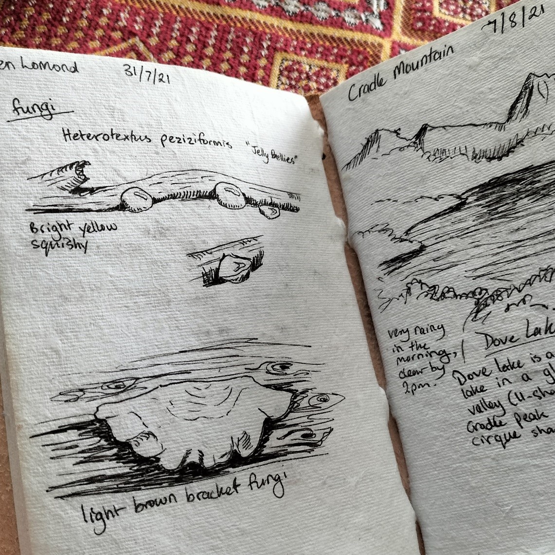 Image shows a sketches in a nature journal for the Artist Profile Crafting Magical Worlds and Nature's Wonders with Laurinda Brooker Art Trails Tasmania