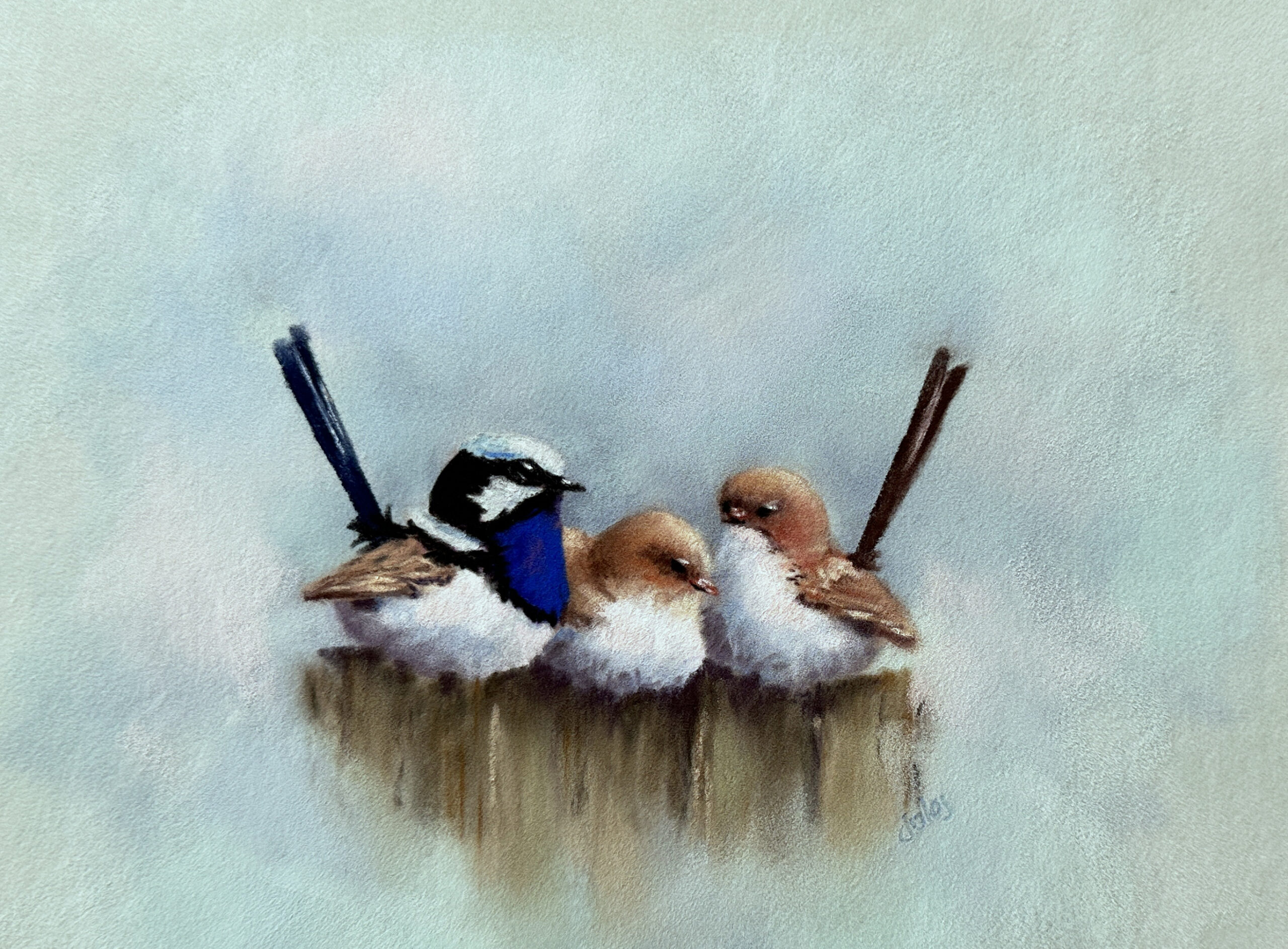 Image shows a painting of Superb Fairy Wrens at the Scottsdale Art Gallery Cafe for their Gallery Profile story with Art Trails Tasmania as part of their Artists Ensemble membership