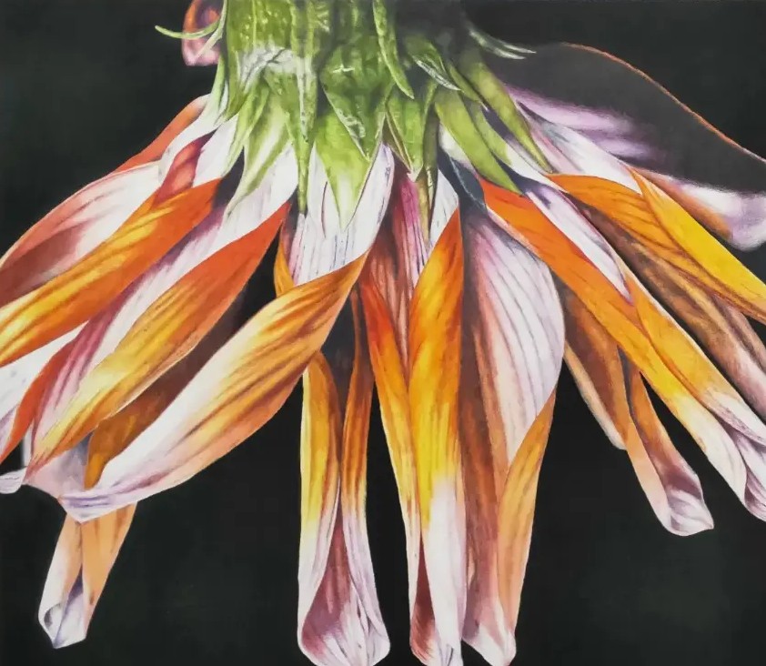 Image shows a realism colour pencil drawing of an orange Gerber flower for the Artist Profile Meet Jane Seychell Capturing the realism of the Moment in Time Art Trails Tasmania