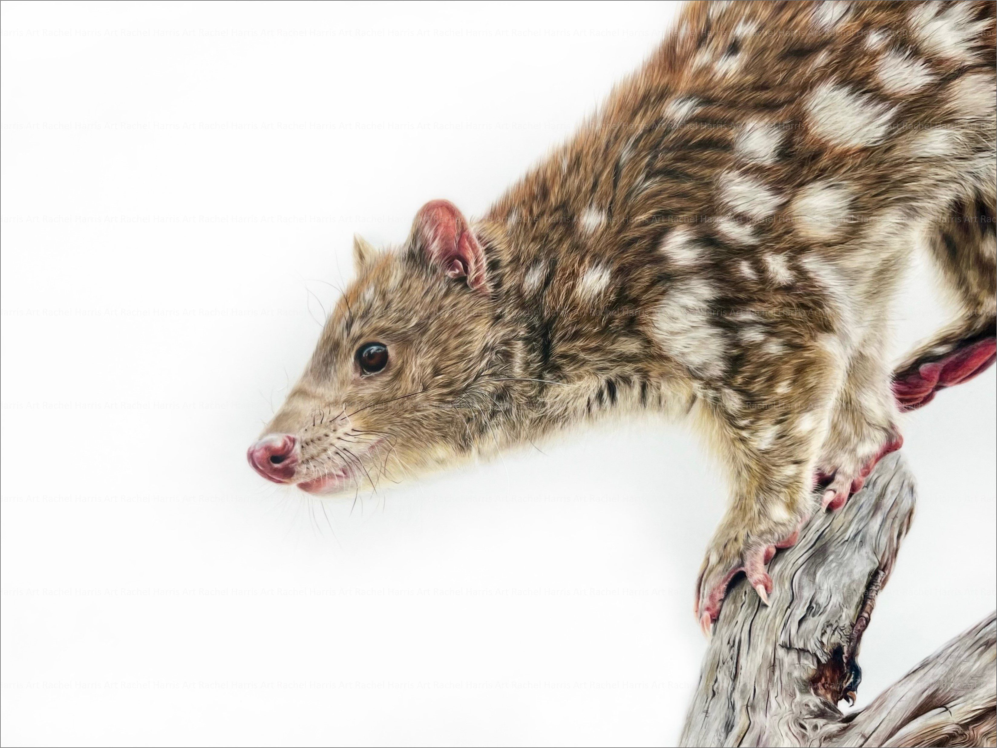 Rachel-Harris-Art-spotted-tailed-quoll-drawing-with-border Artist Profile story with Art Trails Tasmania Explore your creativity Image shows a watercolour landscape for the Artist Profile Sharing Stories and Connections Through Bold Colours and Mark-Making with Julie McDonald Art Trails Tasmania
