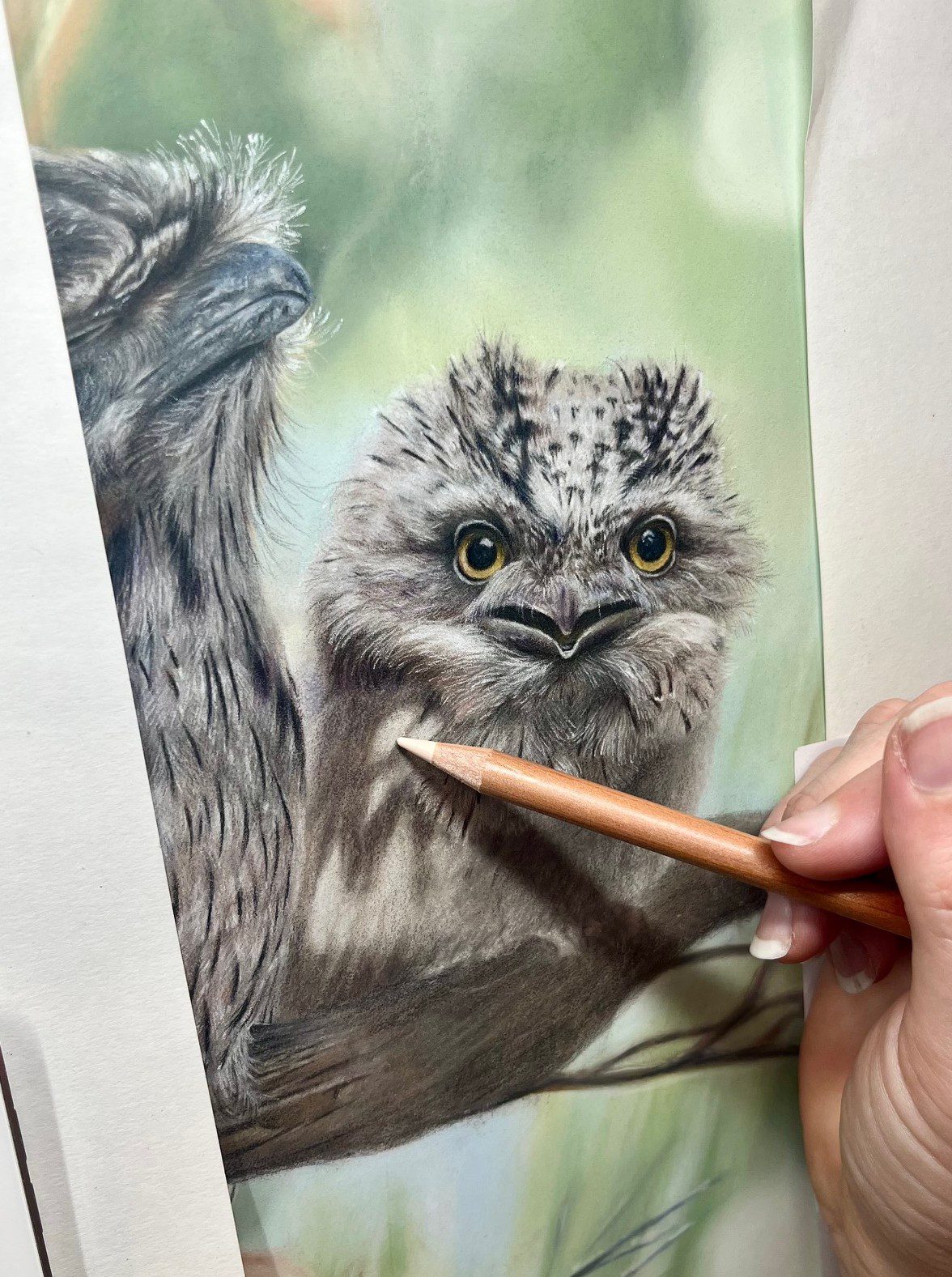 tawny-frogmouth-drawing-work-in-progress-Rachel-Harris-Art Artist Profile story with Art Trails Tasmania Explore your creativity Image shows a studio view with pink roses set up for painting for the Artist Profile Sharing Stories and Connections Through Bold Colours and Mark-Making with Julie McDonald Art Trails Tasmania
